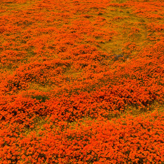 Poppy Superbloom