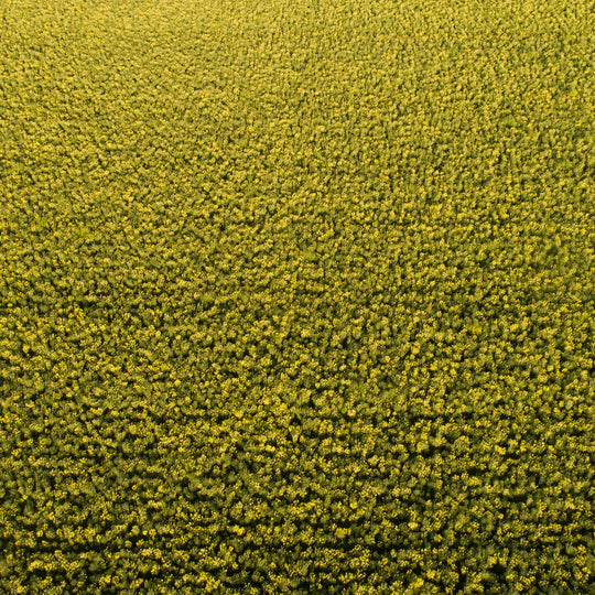 Broccoli Field